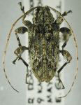 Leptostylopsis cristatus