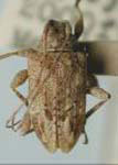 Leptostylopsis gundlachi