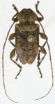 Leptostylopsis humerofulvus