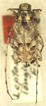 Leptostylopsis longicornis