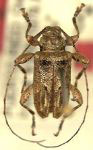 Leptostylopsis monin