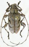 Leptostylopsis perfasciatus