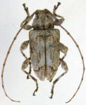 Leptostylopsis puntacanaensis