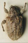 Leptostylopsis smithi