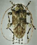 Leptostylopsis viridicomus