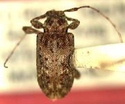 Leptostylopsis yukiyu
