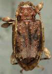 Leptostylus bruesi