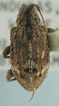Leptostylus cristulatus