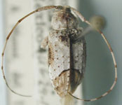 Leptostylus dubitans