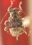 Leptostylus gnomus