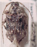 Leptostylus laevicauda chiriquinus