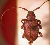 Leptostylus latifasciatus