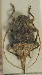 Leptostylus lilliputanus