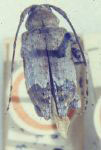 Leptostylus palliatus