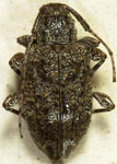 Leptostylus signaticauda