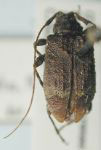 Leptostylus zonatus