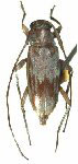 Lepturgantes candicans