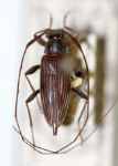 Lepturges (Chaeturges) griseostriatus
