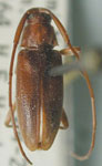Lepturges (Lepturges) janus