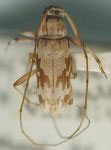 Lepturges (Lepturges) macilentus