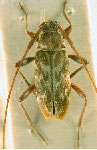 Lepturges (Chaeturges) scriptus