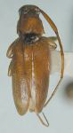 Lepturges (Lepturges) subglaber