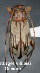  Lepturges (Chaeturges) villiersi