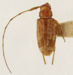 Lepturginus obscurellus