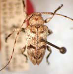 Lethes humeralis