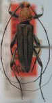Longilepturges bicolor