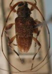 Lophopoeum bituberculatum