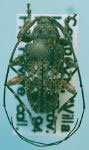 Lophopoeum saronotum