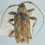  Nealcidion bicristatum