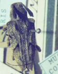  Nealcidion latum