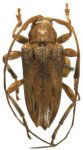  Nealcidion strigilis