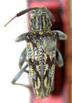  Nyssocarinus bondari