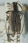  Nyssodectes veracruzi
