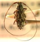  Nyssodrysilla irrorata