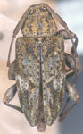  Nyssodrysina lignaria