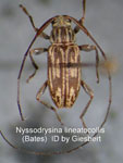  Nyssodrysina lineatocollis