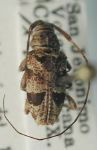  Nyssodrysternum pictulum