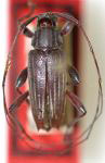  Nyssodrysternum taeniatum