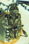  Ozineus annulicornis
