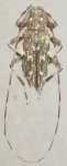 Ozineus argus