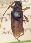  Ozineus spinicornis