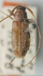  Paraprobatius bucki
