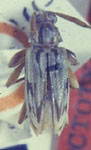  Pattalinus (Pattalinus) charis