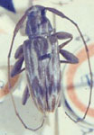  Pattalinus (Pattalinus) cultus