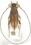  Pattalinus (Pattalinus) strigosus