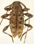  Proxatrypanius rockefelleri